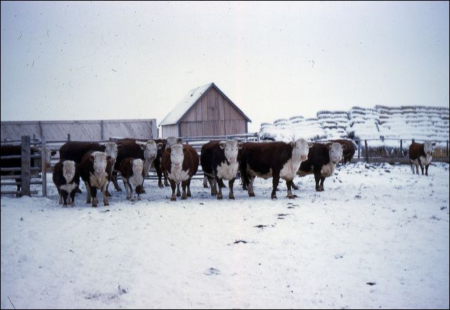 1958_pop_cattle_01.jpg