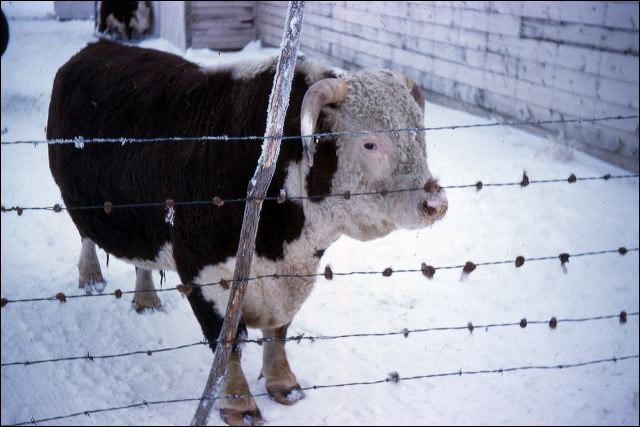 1958_pop_cattle_02.jpg