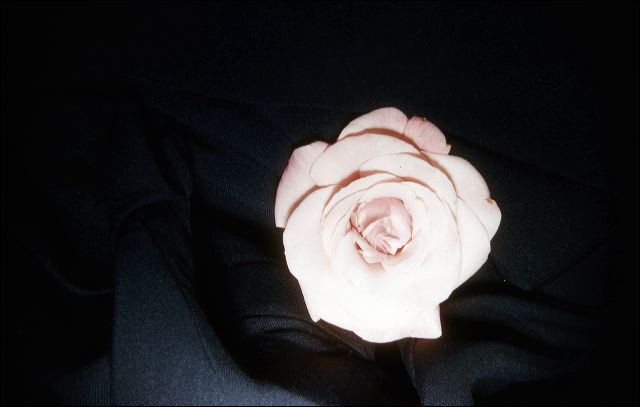 1959_rose_for_shirley.jpg